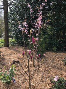 Blooming Milford 3