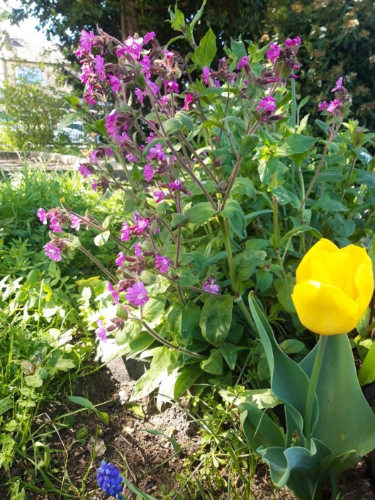 Buffalo Bill Pocket Park 5